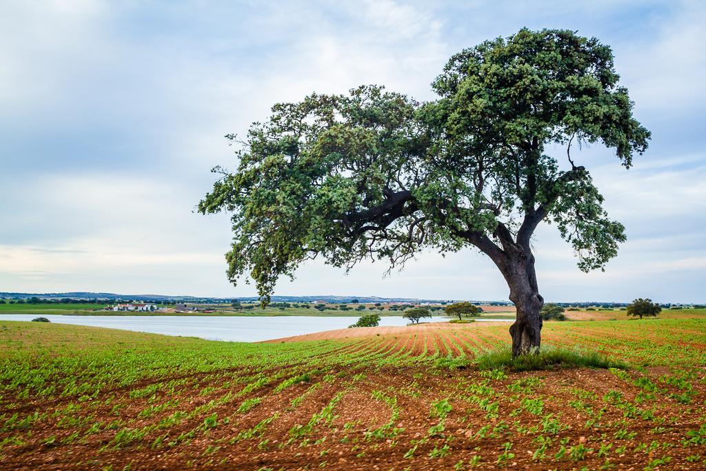 Penzion Agro-Turismo Do Roxo Ervidel Exteriér fotografie